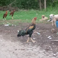 خورس لاری صابونو