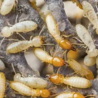 سمپاشی حشرات ساس سوسک موریانه کنه سم پاشی ضمانتی|خدمات نظافت|مشهد, طلاب|دیوار