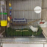 قناری نر بخون زنگی