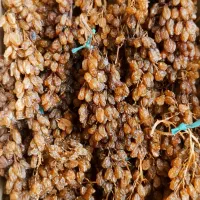کشمش اشغاری درجه 1