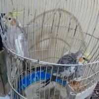 فروشی.یه جفت عروس هلندی