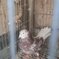 سلام ۳تا کفتر به شرط