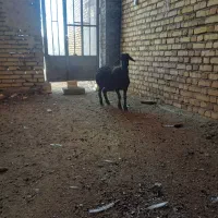 بره قره قزل ماده هیترو