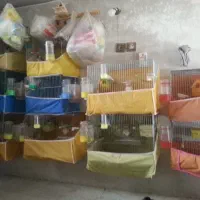 دوازده عدد قفس حرفه ای