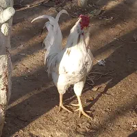 خروس گلین اصیل