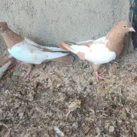 جوجه سینه زرد|پرنده|میانه, |دیوار