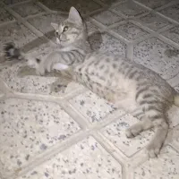 گربه