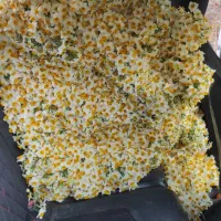 فروش عمده گل نرگس