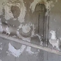 کبوتر طوقی