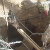 مرغ و خروس|حیوانات مزرعه|جهرم, |دیوار