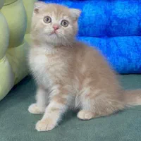 دامپزشکی حیوانات|گربه|اراک, |دیوار