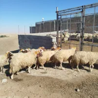 گوسفند|حیوانات مزرعه|کوزران, |دیوار