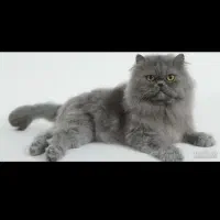 گربه پرشین نر 1 ساله