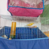 قناری ماده|پرنده|رودسر, |دیوار