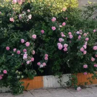 خانه ویلا|فروش خانه و ویلا|چناران, |دیوار