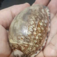 صدفهای‌بزرگ‌دکوری|صنایع دستی و سایر لوازم تزئینی|دماوند, دماوند|دیوار