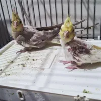 پرنده|پرنده|تهران, درب دوم|دیوار