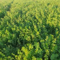 فروش یا اجاره زمین کشاورزی با سهمیه اب|فروش دفتر صنعتی، کشاورزی، تجاری|سراب, |دیوار