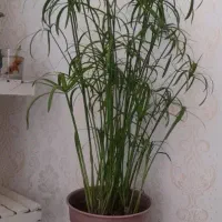 گل نخل مرداب