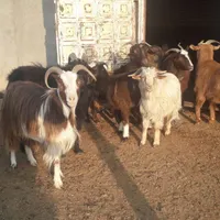 بز ،غاز ،بوقلمون ،اردک روسی|حیوانات مزرعه|نظرآباد, |دیوار