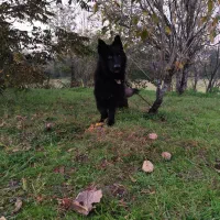 فروش سگ ژرمن بلک|سگ|لاهیجان, کوی خزر|دیوار