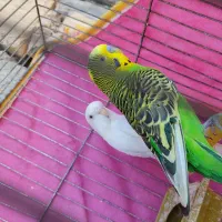 مرغ عشق باتمام وسایلش