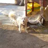 پاکوتاه سرابی اصیل ماده