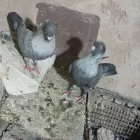 کبوترموشی نقره ای طوق سفید|پرنده|چناران, |دیوار