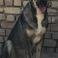 واگذاری سک پژدر