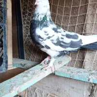 کبوتر نر|پرنده|گمیشان, |دیوار