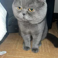 گربه اسکاتیش نر