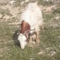 بز ماده برای قربانی