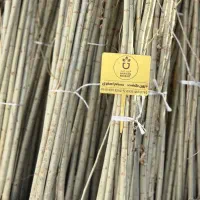 برای برداشت زود بازده صنوبر بکار