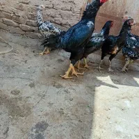 خروس سیاه یه تیغ مشکی فروشی