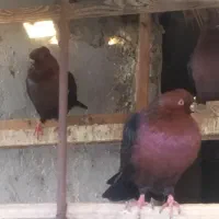 کبوتر ارشینگل|پرنده|برازجان, |دیوار