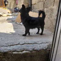 سگ پاکوتاه ژرمن شپرد