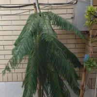 کاج مطبق ۳متری شاداب