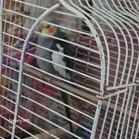عروس هلدی نر سخن گو
