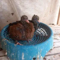 جفت سیاتی با جوجه|پرنده|سرپل ذهاب, |دیوار