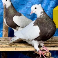 کبوتر طوقی گیج‌ بازی و دمگیر سفت ولکنی