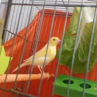 قناری قورولتی واتر|پرنده|اردبیل, |دیوار