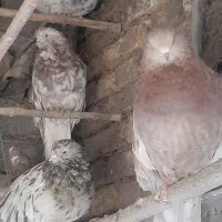 کبوتر سرور نک جم نکریز|پرنده|ساروق, |دیوار