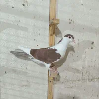 کفتر|پرنده|مشهد, هنرور|دیوار