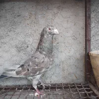 سرور شکلاتی