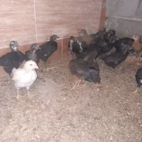 جوجه مرغ خروس جهادی بلک52روزه اکسنخورده پاینوبخون|حیوانات مزرعه|شاهرود, |دیوار