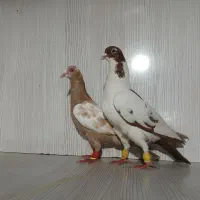 زرد سرخ کرمونی