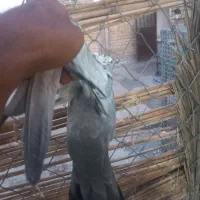دم سبز  کاکل جوجه بندی|پرنده|شیراز, شهرک مطهری|دیوار