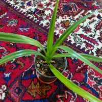 حراج گلهای طبیعی آپارتمانی|گل و گیاه طبیعی|تبریز, |دیوار