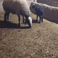 میش اصیل بابره