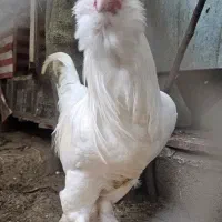 نیمچه خروس مرندی ۵ ماهه